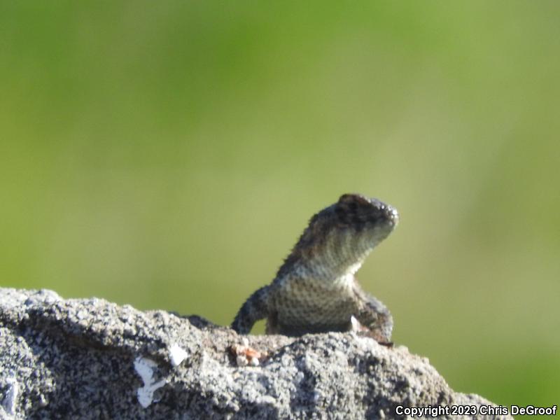 Granite Spiny Lizard (Sceloporus orcutti)