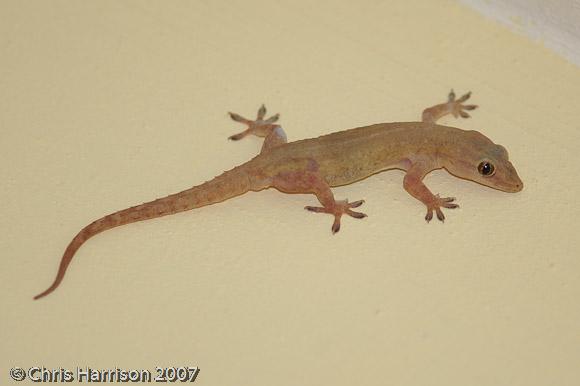 Common House Gecko (Hemidactylus frenatus)