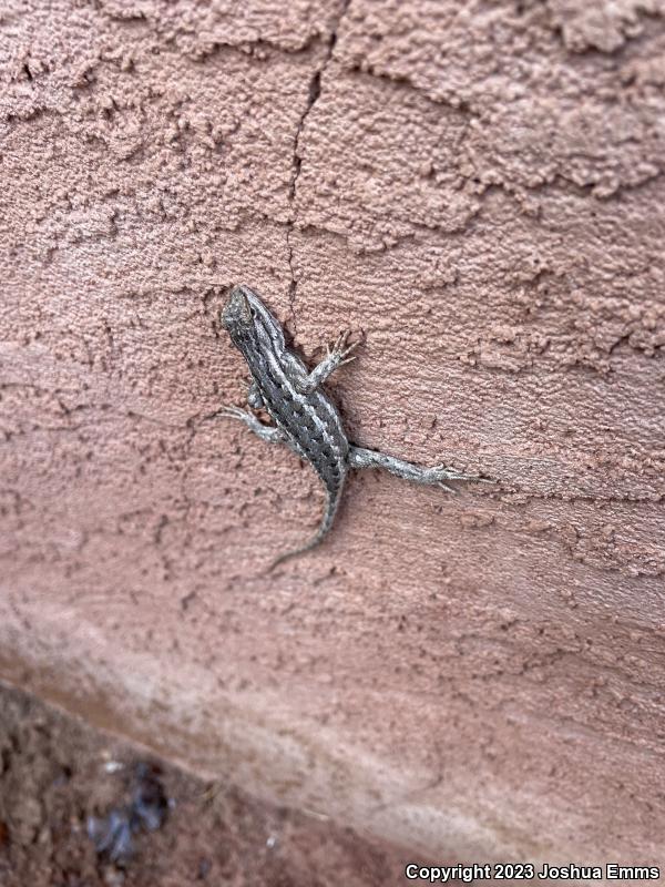 Southwestern Fence Lizard (Sceloporus cowlesi)