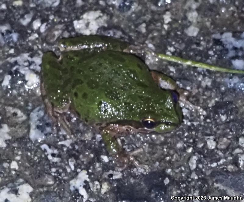 Sierran Treefrog (Pseudacris sierra)