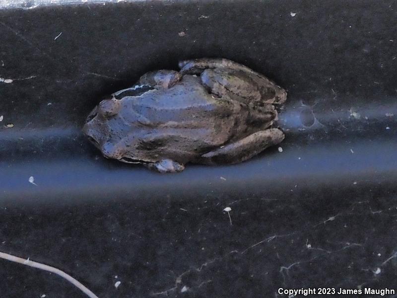 Sierran Treefrog (Pseudacris sierra)