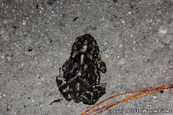 Southern Toad (Anaxyrus terrestris)