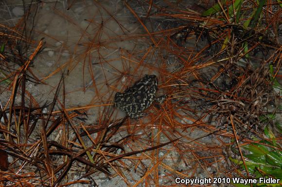 Southern Toad (Anaxyrus terrestris)