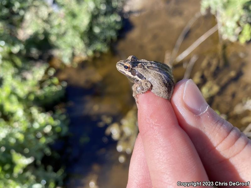 Baja California Treefrog (Pseudacris hypochondriaca)