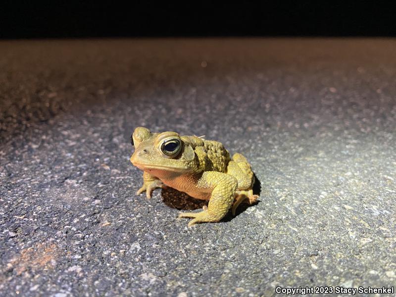 American Toad (Anaxyrus americanus)