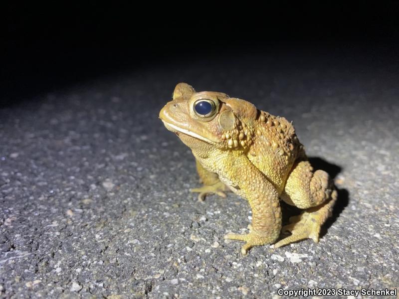 American Toad (Anaxyrus americanus)