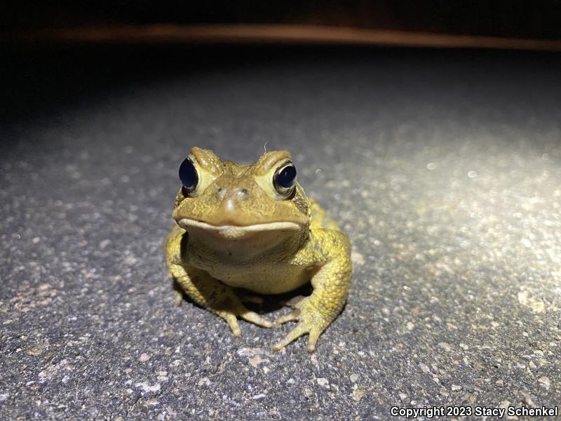 American Toad (Anaxyrus americanus)