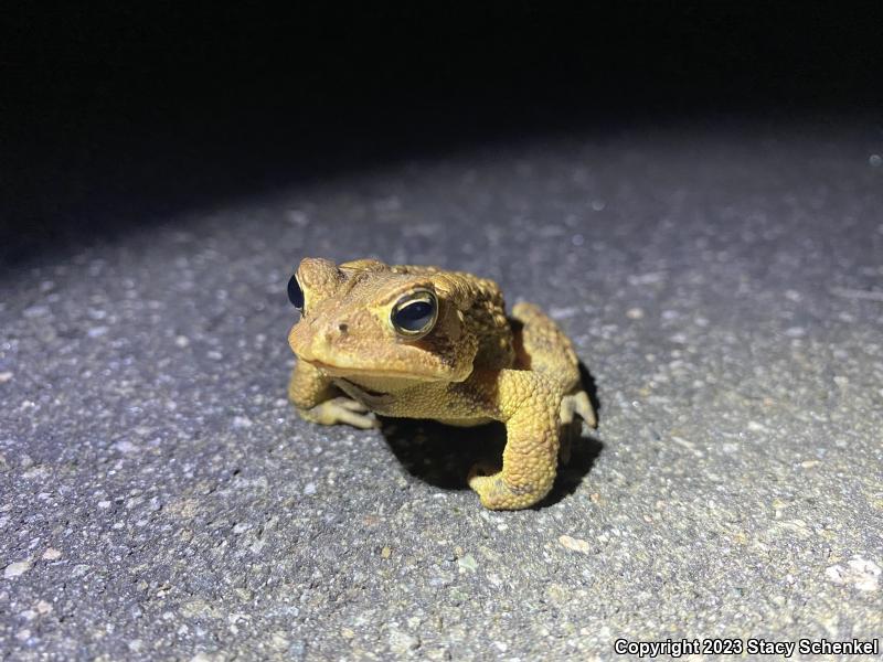 American Toad (Anaxyrus americanus)