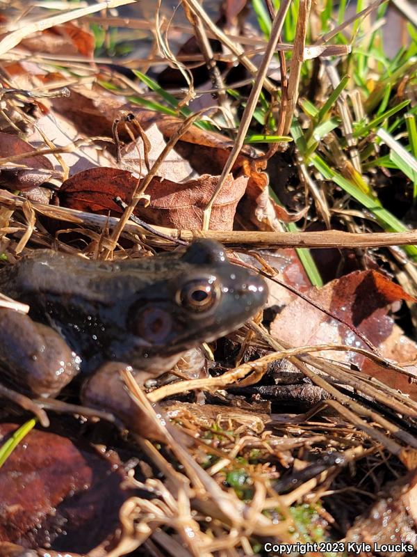 Northern Green Frog (Lithobates clamitans melanota)