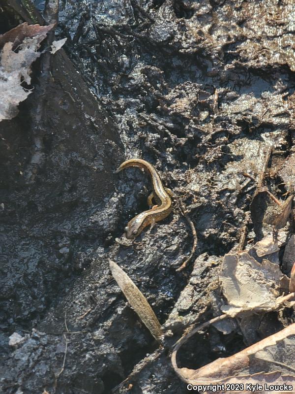 Northern Two-lined Salamander (Eurycea bislineata)