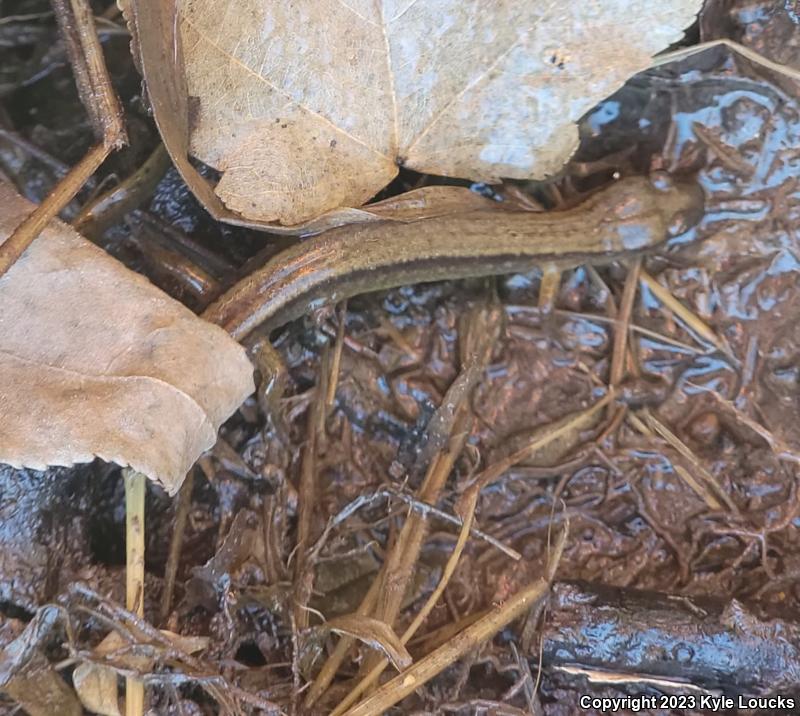 Northern Two-lined Salamander (Eurycea bislineata)