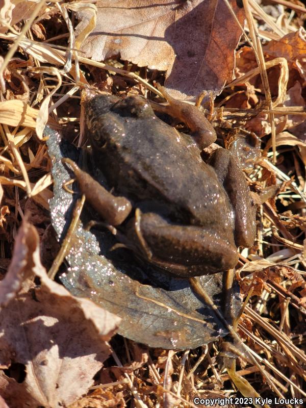 Northern Green Frog (Lithobates clamitans melanota)