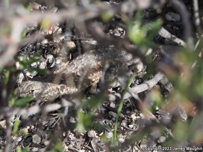 Western Side-blotched Lizard (Uta stansburiana elegans)