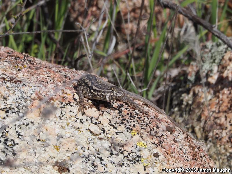 Western Side-blotched Lizard (Uta stansburiana elegans)