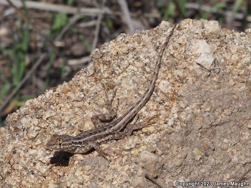 Western Side-blotched Lizard (Uta stansburiana elegans)