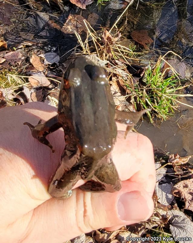 Northern Green Frog (Lithobates clamitans melanota)