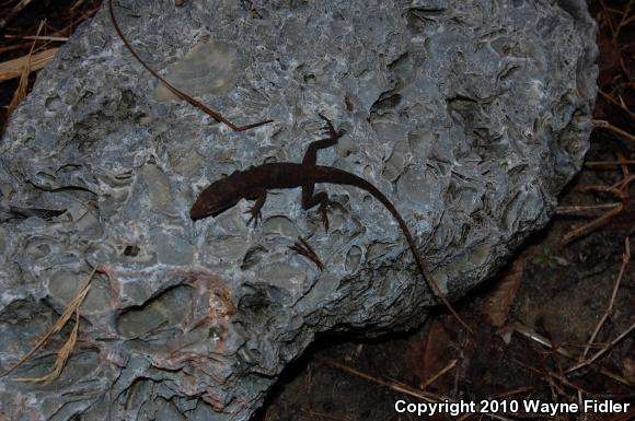 Northern Green Anole (Anolis carolinensis carolinensis)