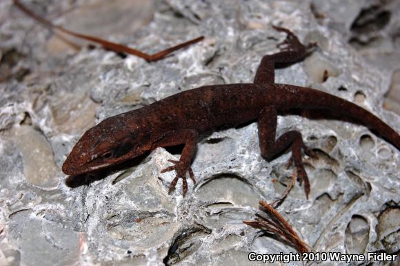 Northern Green Anole (Anolis carolinensis carolinensis)