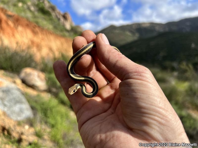 Coast Patch-nosed Snake (Salvadora hexalepis virgultea)