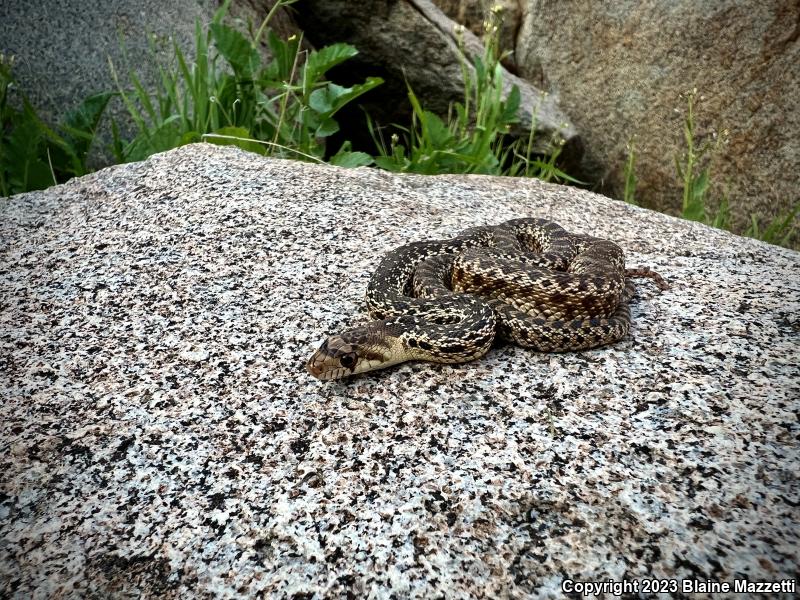 San Diego Gopher Snake (Pituophis catenifer annectens)