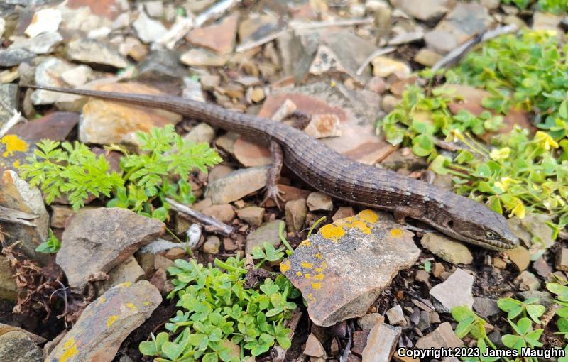 California Alligator Lizard (Elgaria multicarinata multicarinata)