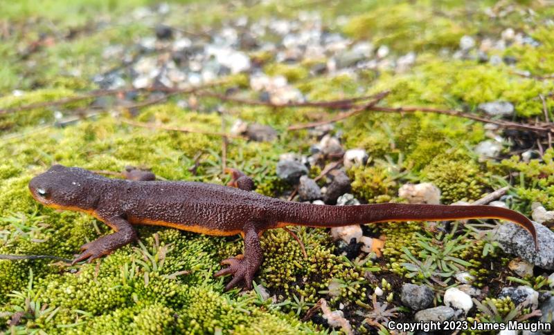 California Newt (Taricha torosa)