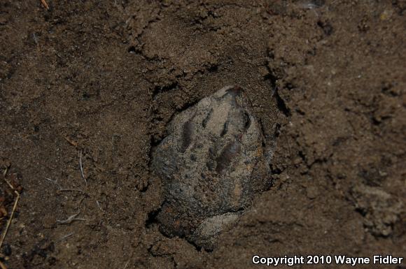 Southern Toad (Anaxyrus terrestris)