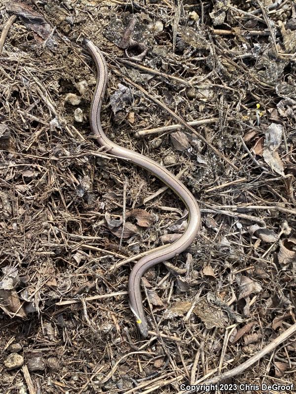 California Legless Lizard (Anniella pulchra)