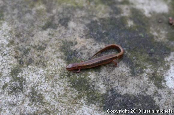 Southern Two-lined Salamander (Eurycea cirrigera)