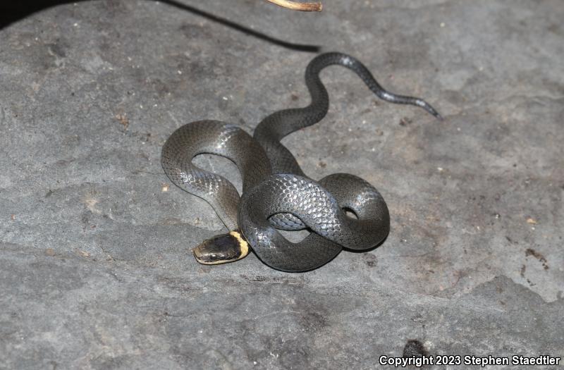 Northern Ring-necked Snake (Diadophis punctatus edwardsii)