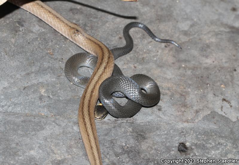 Northern Ring-necked Snake (Diadophis punctatus edwardsii)