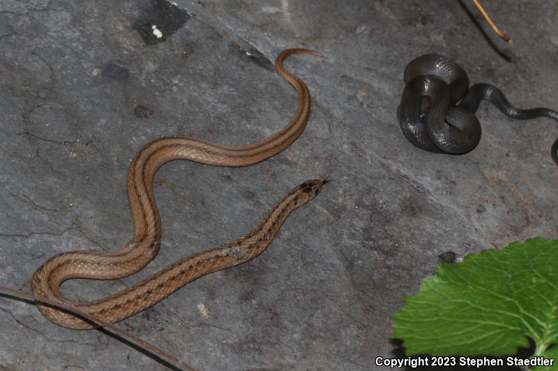 Northern Brownsnake (Storeria dekayi dekayi)