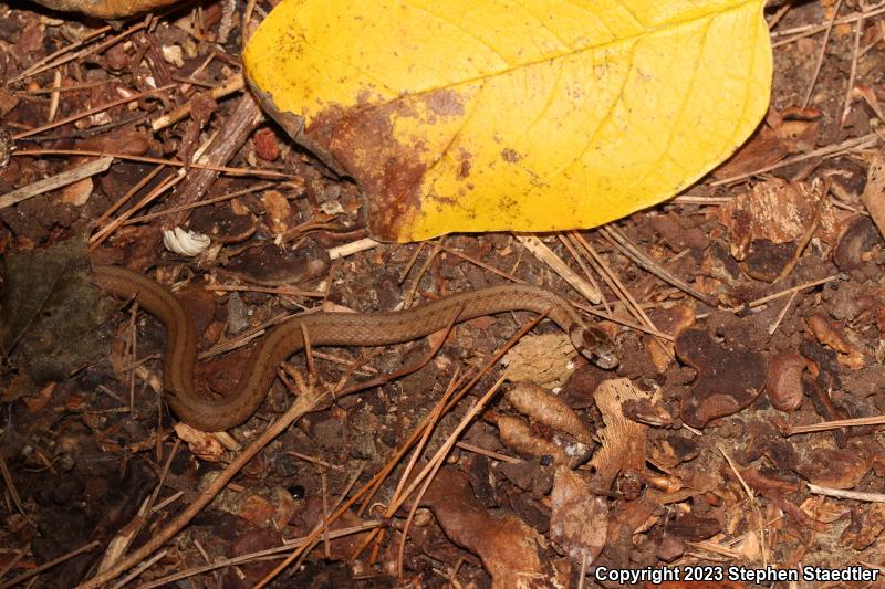 Northern Brownsnake (Storeria dekayi dekayi)