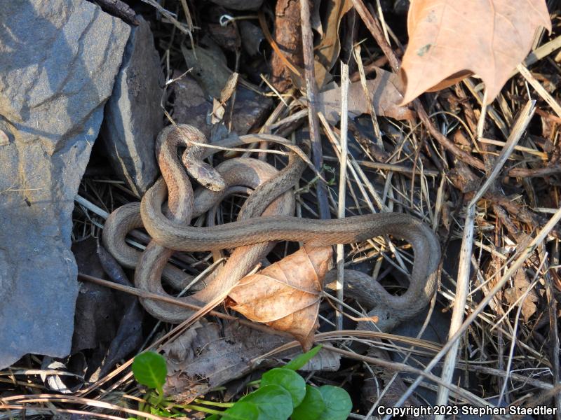 Northern Brownsnake (Storeria dekayi dekayi)