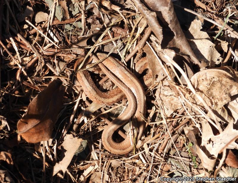 Northern Brownsnake (Storeria dekayi dekayi)