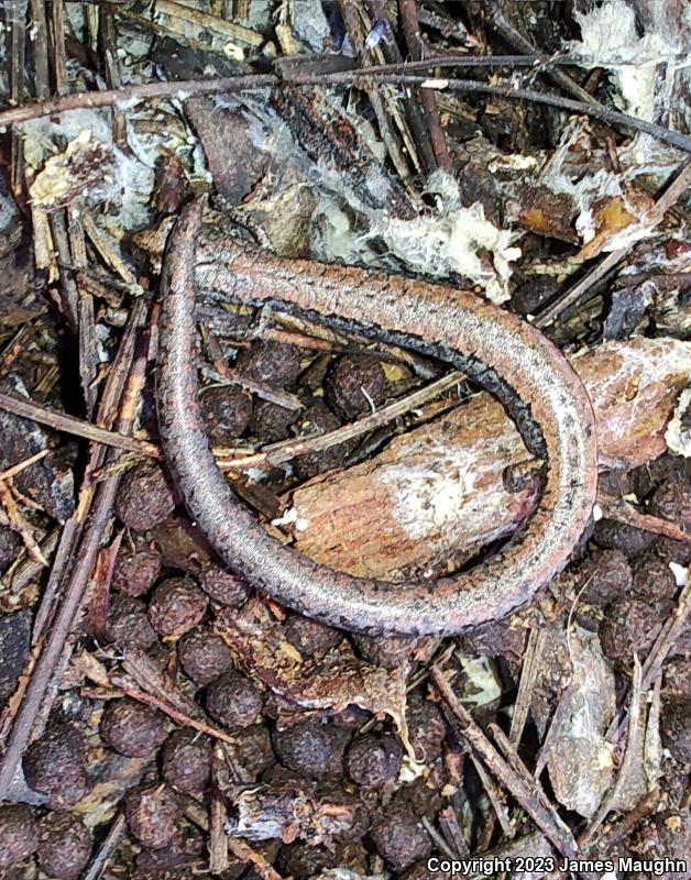 Santa Lucia Mountains Slender Salamander (Batrachoseps luciae)