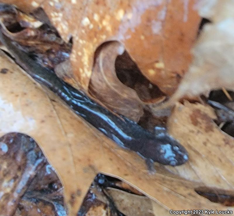 Northern Dusky Salamander (Desmognathus fuscus)