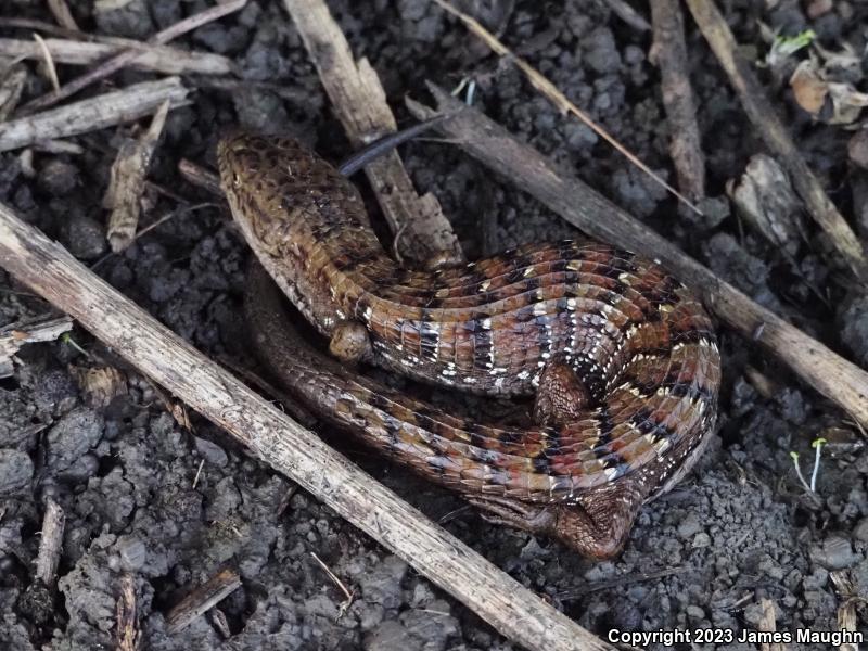 California Alligator Lizard (Elgaria multicarinata multicarinata)