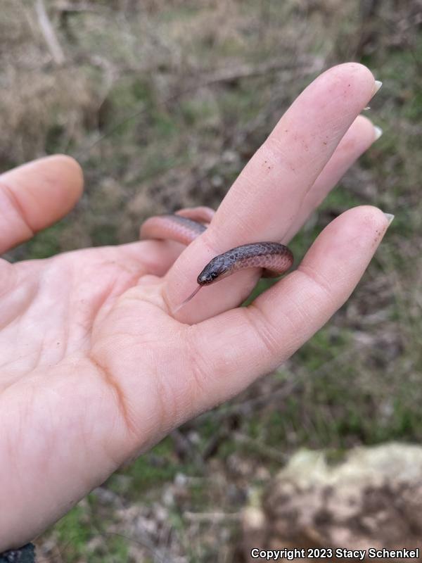 Eastern Wormsnake (Carphophis amoenus)