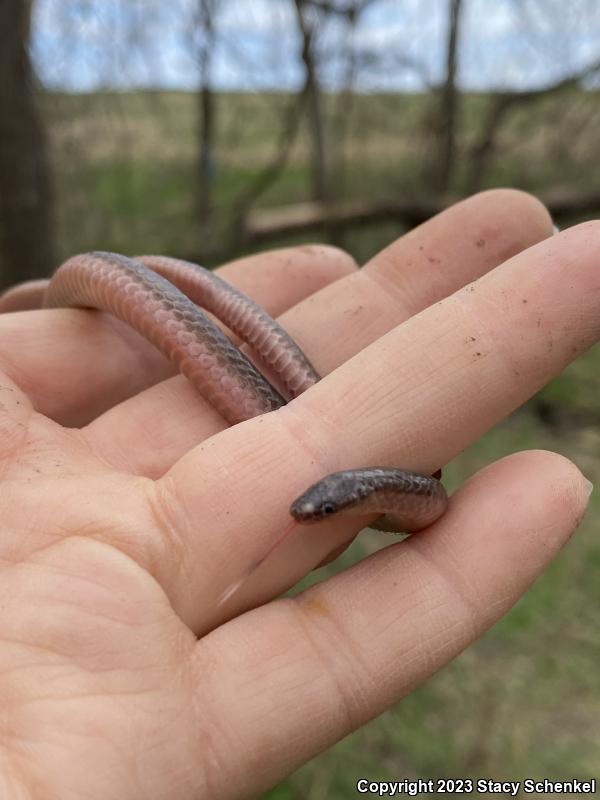 Eastern Wormsnake (Carphophis amoenus)