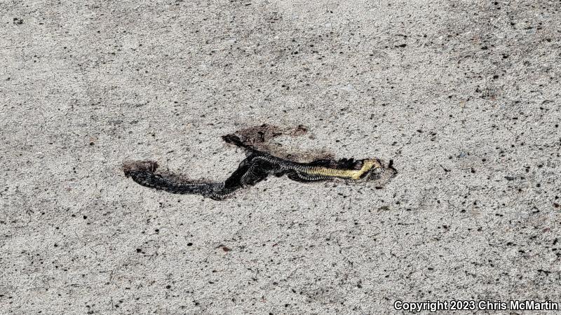 Diamond-backed Watersnake (Nerodia rhombifer rhombifer)