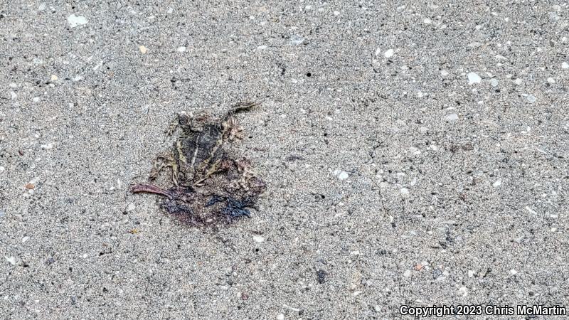 Gulf Coast Toad (Ollotis nebulifer)