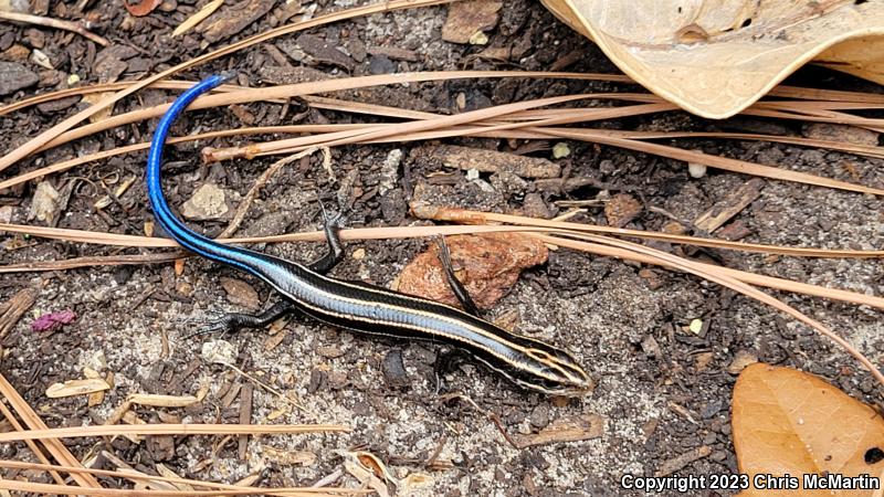 Five-lined Skink (Plestiodon fasciatus)