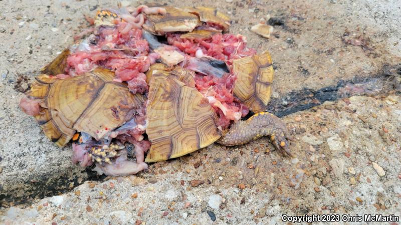 Three-toed Box Turtle (Terrapene carolina triunguis)