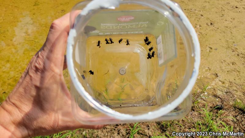 Gulf Coast Toad (Ollotis nebulifer)