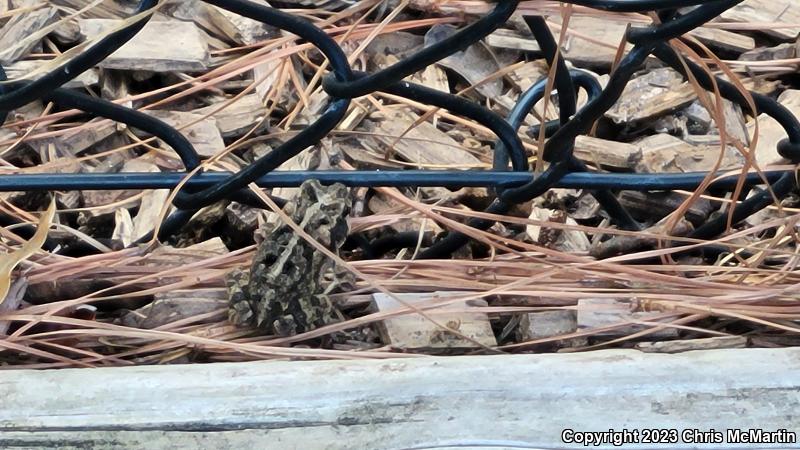 Gulf Coast Toad (Ollotis nebulifer)