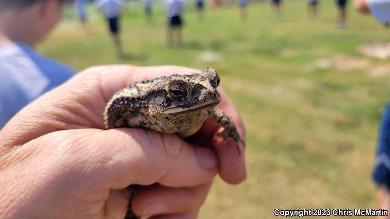 Gulf Coast Toad (Ollotis nebulifer)