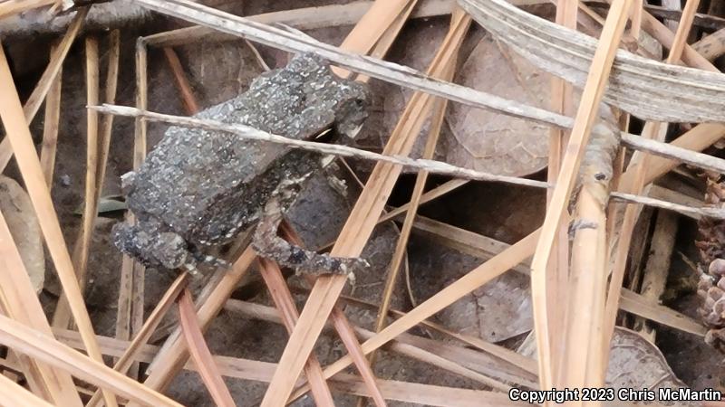 Gulf Coast Toad (Ollotis nebulifer)