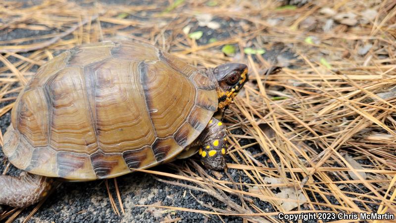 Three-toed Box Turtle (Terrapene carolina triunguis)