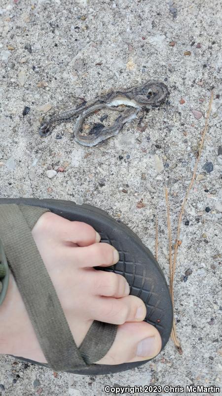 Texas Brownsnake (Storeria dekayi texana)